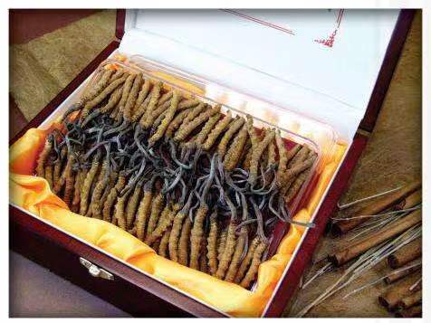 叶城冬虫夏草回收